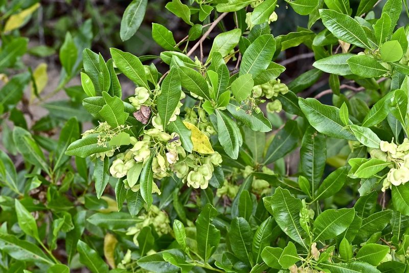 Dodonaea polyandra, photographed by garywwilson
