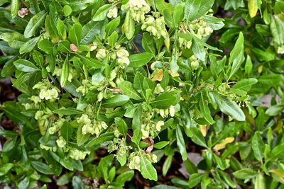 Dodonaea polyandra, photographed by garywwilson