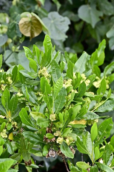 Dodonaea polyandra, photographed by garywwilson