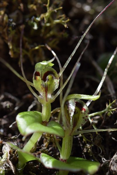 Corybas dienemus, photographed by Christopher Stephens