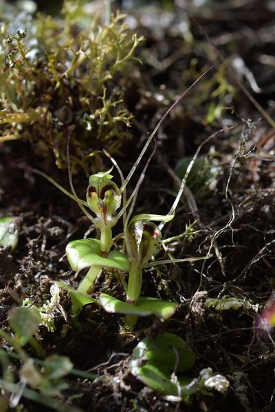 Corybas dienemus, photographed by Christopher Stephens