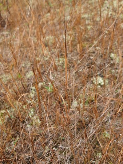 Aristida basiramea, photographed by Étienne Léveillé-Bourret