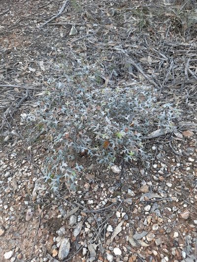 Grevillea dryophylla, photographed by spacegecko