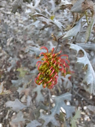 Grevillea dryophylla, photographed by spacegecko