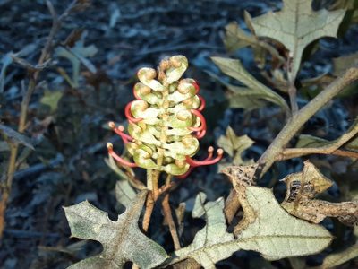 Grevillea dryophylla, photographed by spacegecko