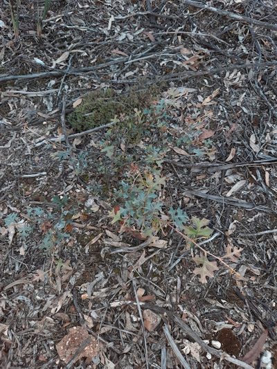 Grevillea dryophylla, photographed by spacegecko
