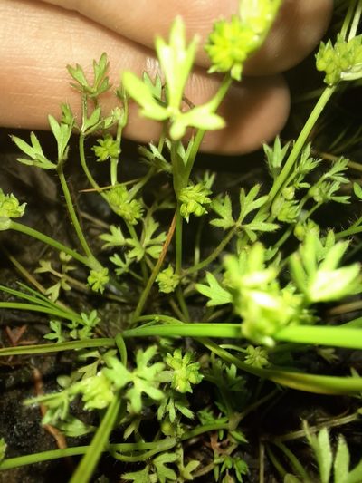 Ranunculus sessiliflorus, photographed by spacegecko