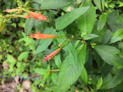 Cuphea appendiculata, photographed by Ana Nuño