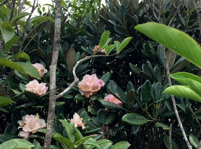 Rhododendron simiarum, photographed by Yj