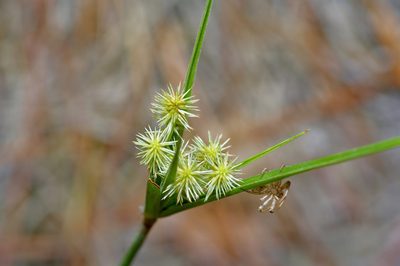 Cyperus echinatus, photographed by Michelle W. （鍾偉瑋）