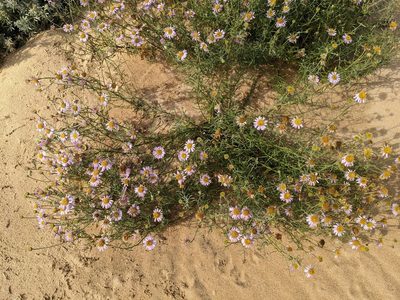 Erigeron blochmaniae, photographed by Trevor Van Loon