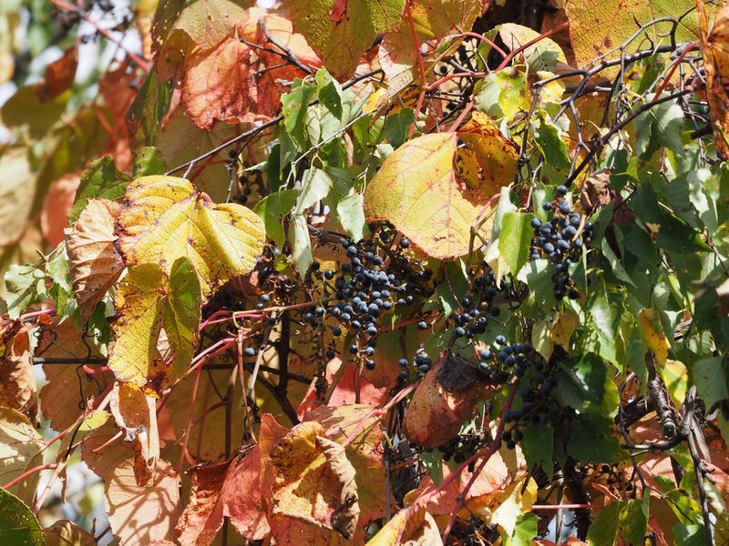 Vitis coignetiae, photographed by ITÔ, Hiroki