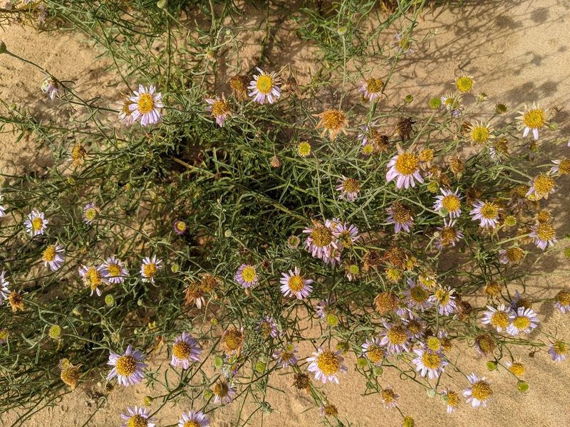 Erigeron blochmaniae, photographed by Trevor Van Loon
