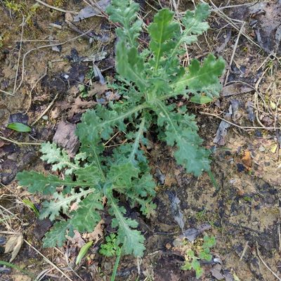 Senecio sylvaticus, photographed by Jenny Saito