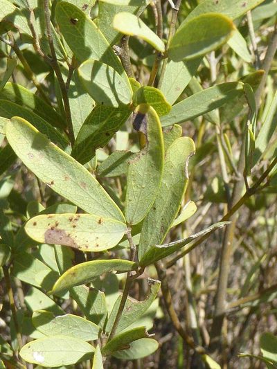 Argyrolobium megarhizum, photographed by Andrew Hankey