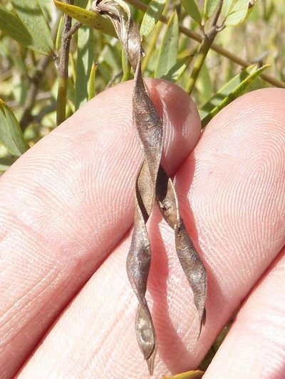 Argyrolobium megarhizum, photographed by Andrew Hankey