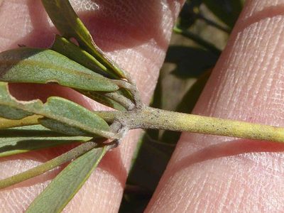 Argyrolobium megarhizum, photographed by Andrew Hankey