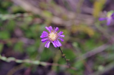 Symphyotrichum pratense, photographed by Michelle W. （鍾偉瑋）