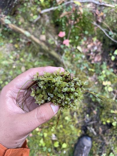 Rhizomnium appalachianum, photographed by Brandon Corder