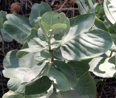 Asclepias latifolia, photographed by Catherine C. Galley