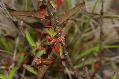 Acalypha gracilens, photographed by Michelle W. （鍾偉瑋）