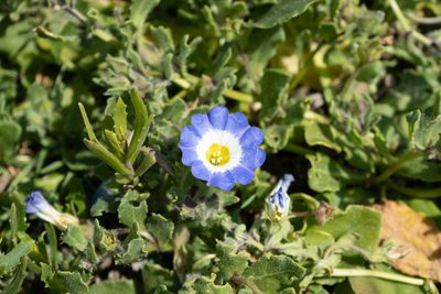 Nolana acuminata, photographed by Jorge Herreros de Lartundo