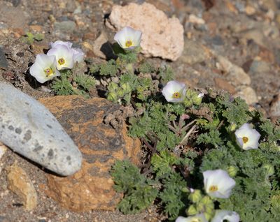 Sphaeralcea purpurata, photographed by Jorge Herreros de Lartundo