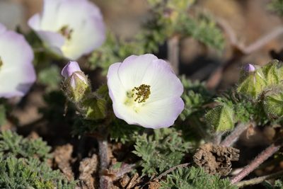 Sphaeralcea purpurata, photographed by Jorge Herreros de Lartundo