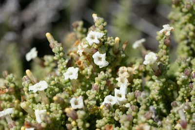 Nolana sedifolia, photographed by Jorge Herreros de Lartundo