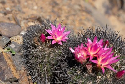Eriosyce subgibbosa, photographed by Jorge Herreros de Lartundo