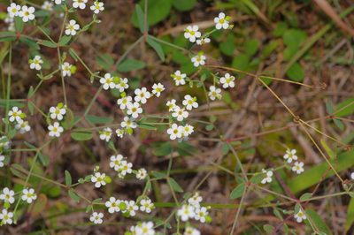 Euphorbia corollata, photographed by Michelle W. （鍾偉瑋）