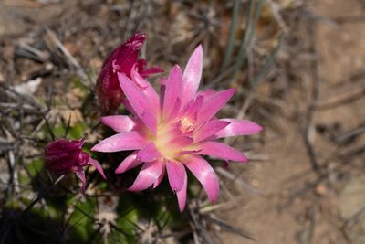 Eriosyce subgibbosa, photographed by Jorge Herreros de Lartundo