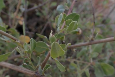 Atriplex lentiformis, photographed by Madeleine Claire