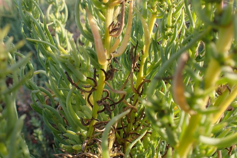 Suaeda taxifolia, photographed by Madeleine Claire