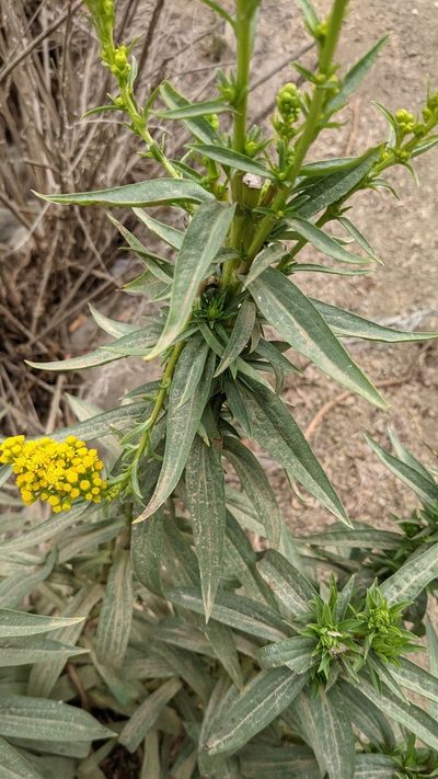 Solidago confinis, photographed by Trevor Van Loon