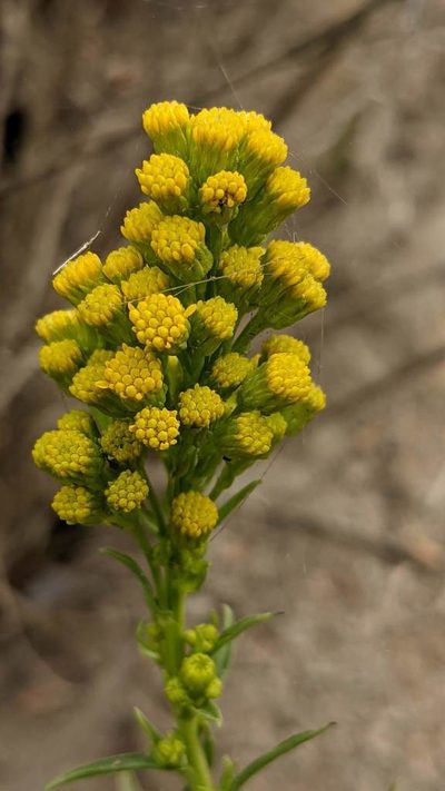 Solidago confinis, photographed by Trevor Van Loon