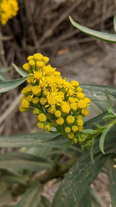 Solidago confinis, photographed by Trevor Van Loon