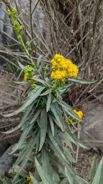 Solidago confinis, photographed by Trevor Van Loon