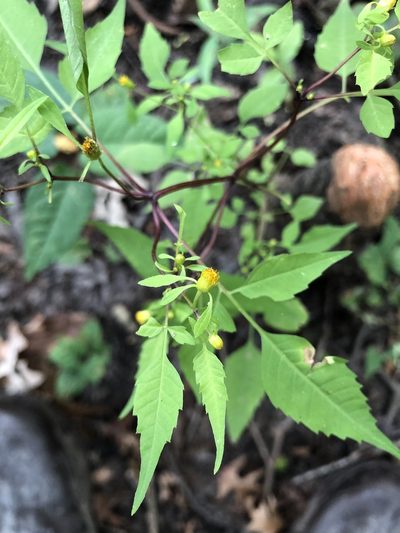 Bidens discoidea, photographed by Will McFarland