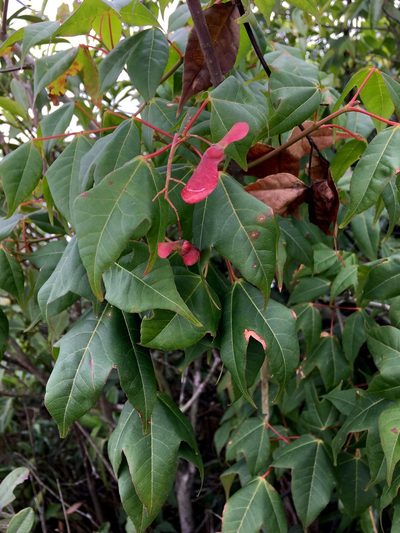 Acer tutcheri, photographed by Yj