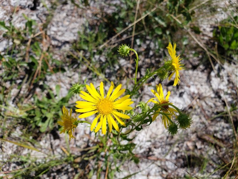 Chrysopsis subulata, photographed by Arturo Santos