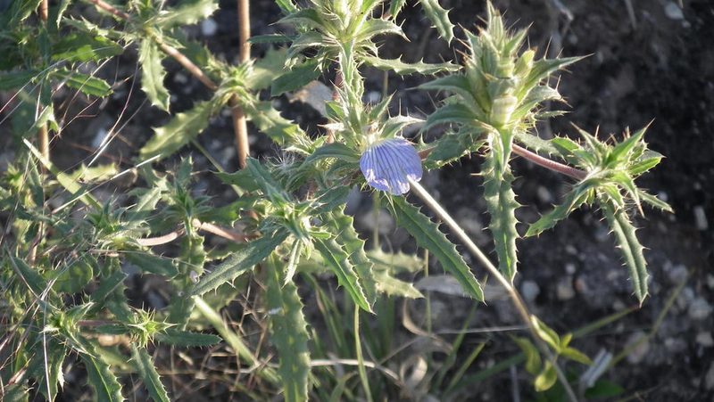 Blepharis obmitrata, photographed by Shaun Swanepoel