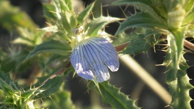 Blepharis obmitrata, photographed by Shaun Swanepoel
