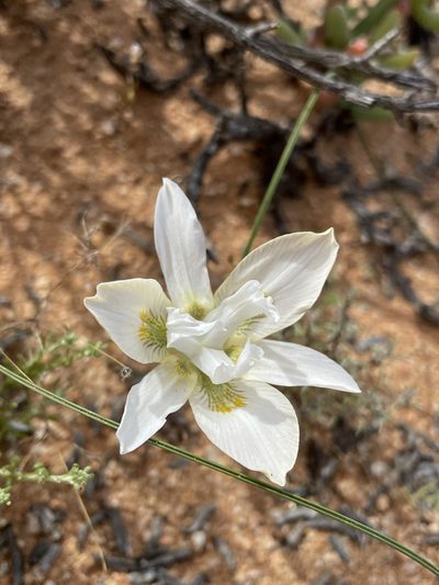 Moraea filicaulis, photographed by Matt Berger