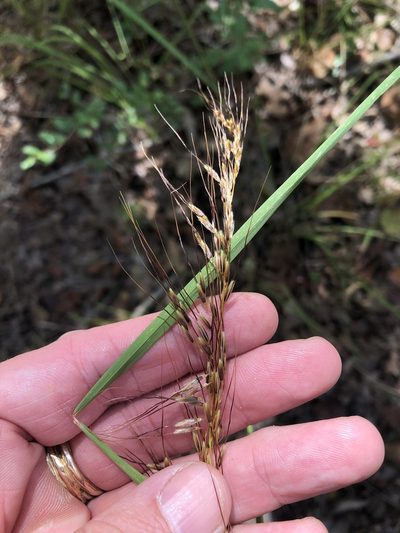 Sorghastrum elliottii, photographed by Sam Kieschnick