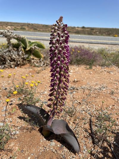 Lachenalia violacea, photographed by Matt Berger