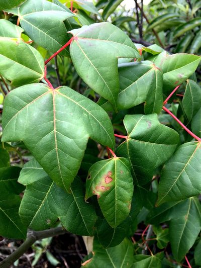 Acer tutcheri, photographed by Yj