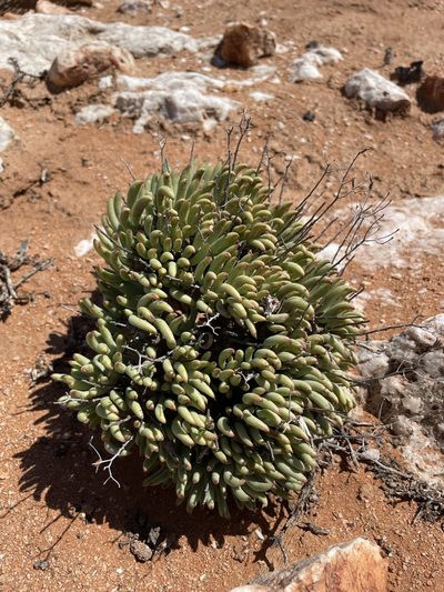 Tylecodon pearsonii, photographed by Matt Berger