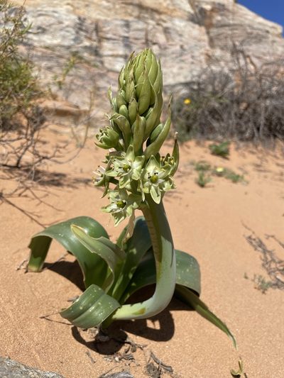 Ethesia xanthochlora, photographed by Matt Berger