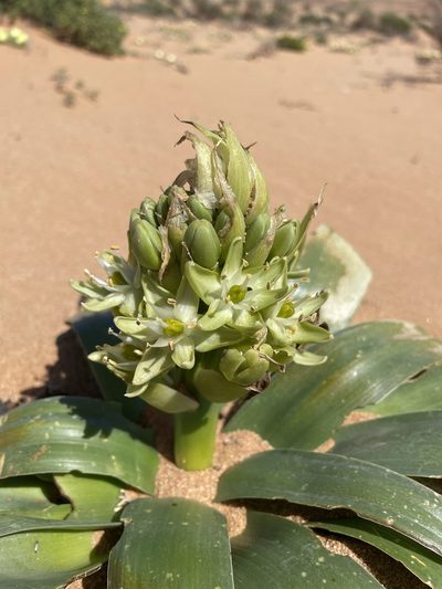 Ethesia xanthochlora, photographed by Matt Berger